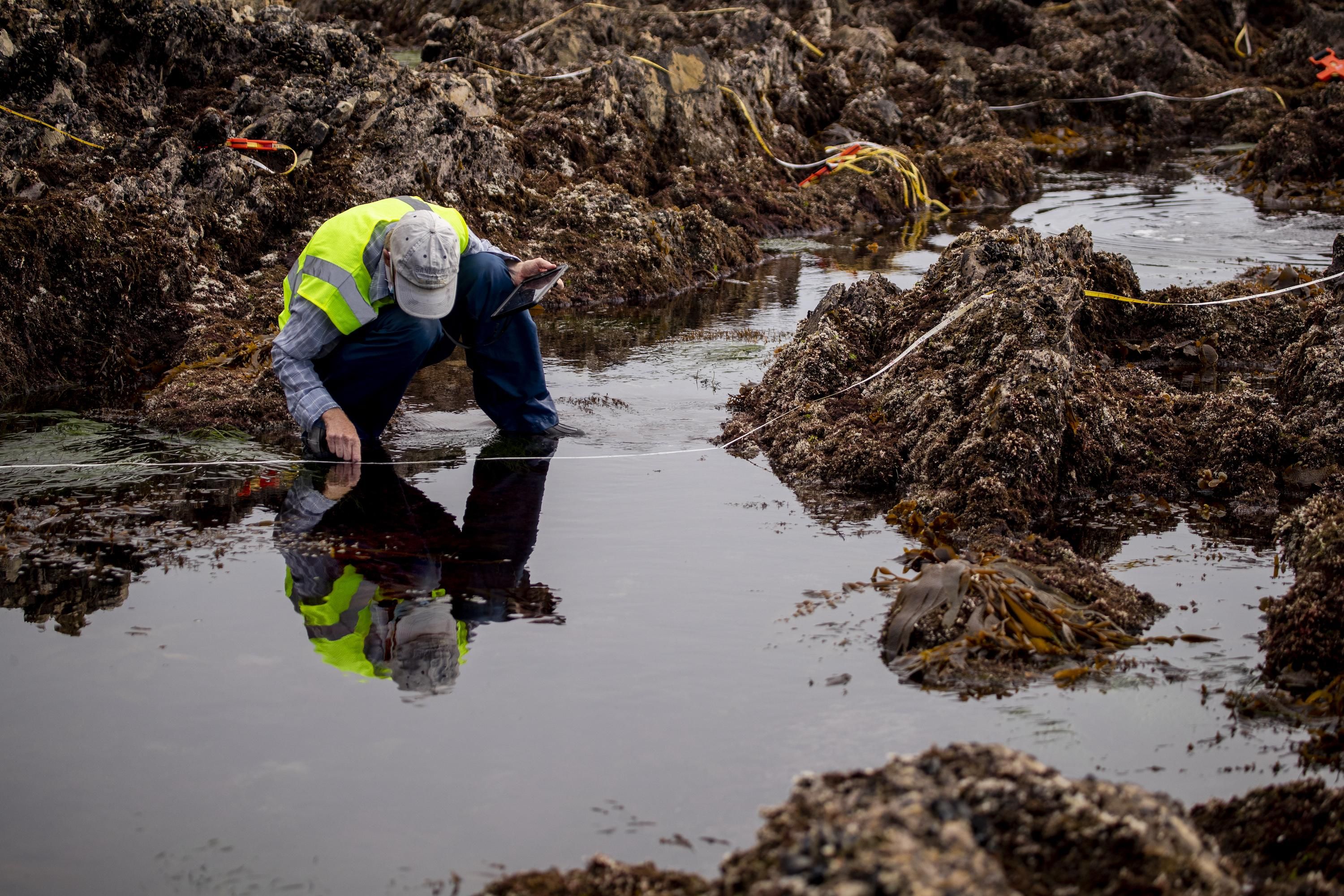 Biologists assessed the overall biological habitat by counting and categorizing biodiversity of the Little Corona del Mar tide pools, part of the Crystal Cove State Marine Conservation Area Wednesday, Oct. 6, 2021 in Newport Beach, California.