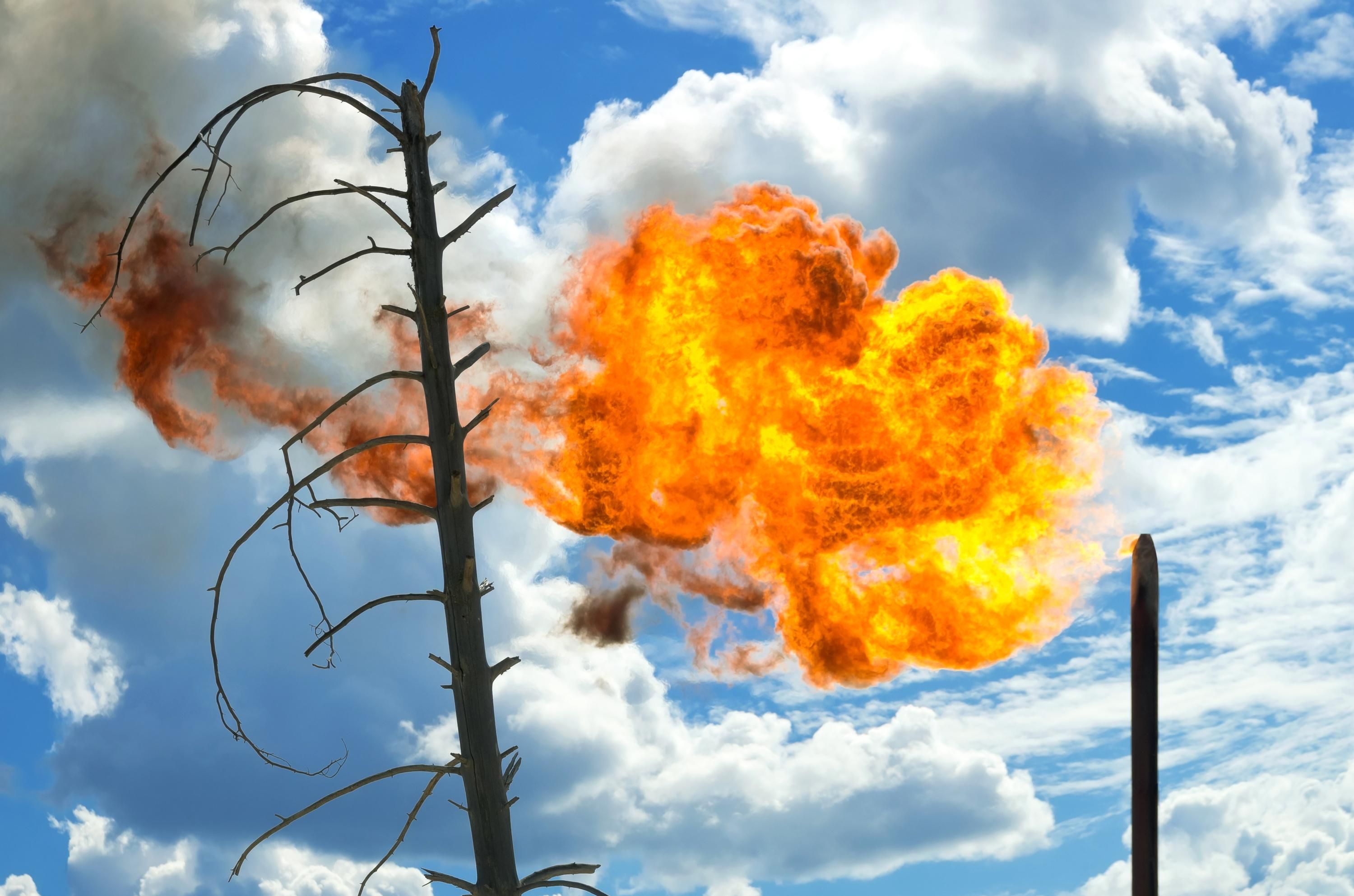 A dried tree against the background of an oil torch