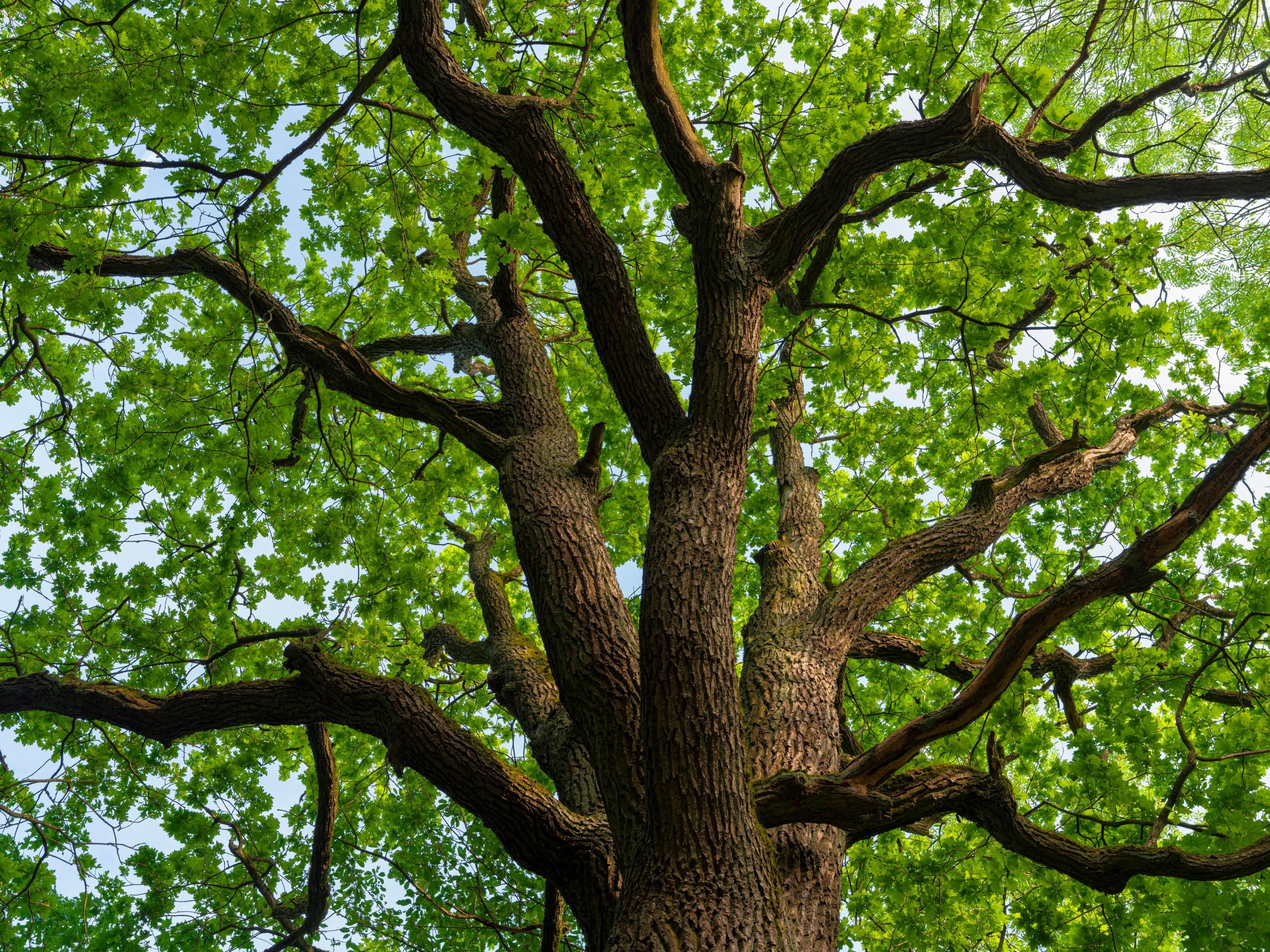 oak_tree