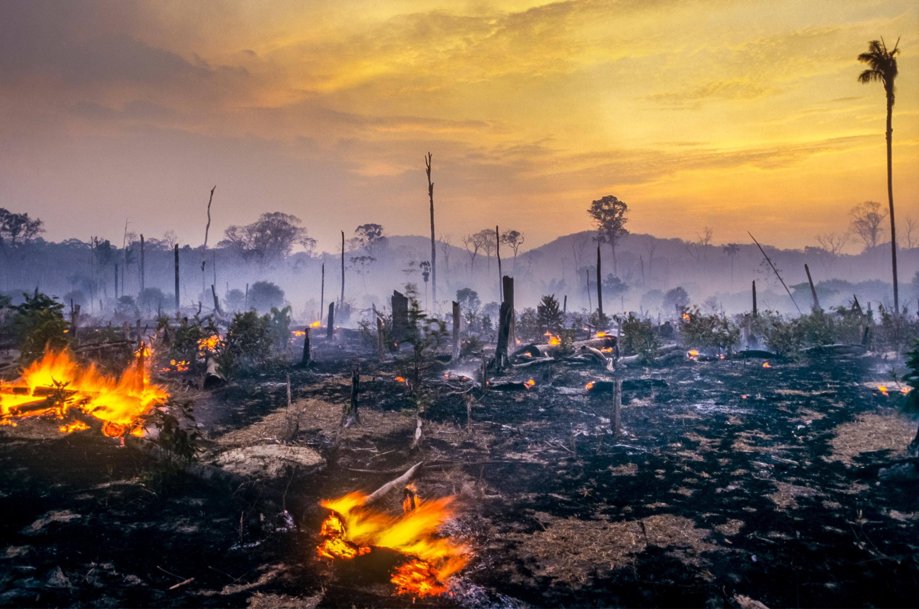 deforestation_amazon_rainforest