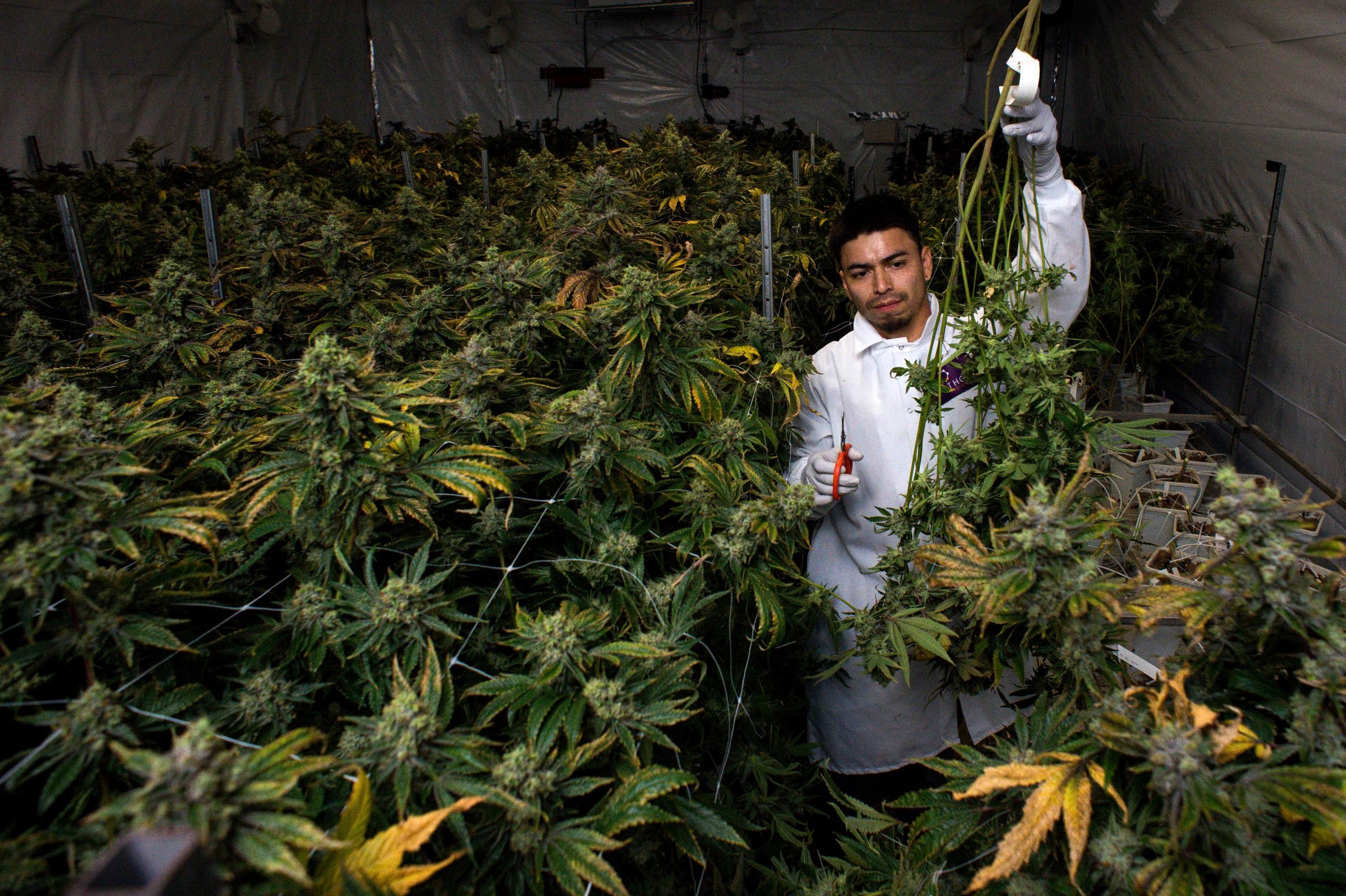 marijuana worker