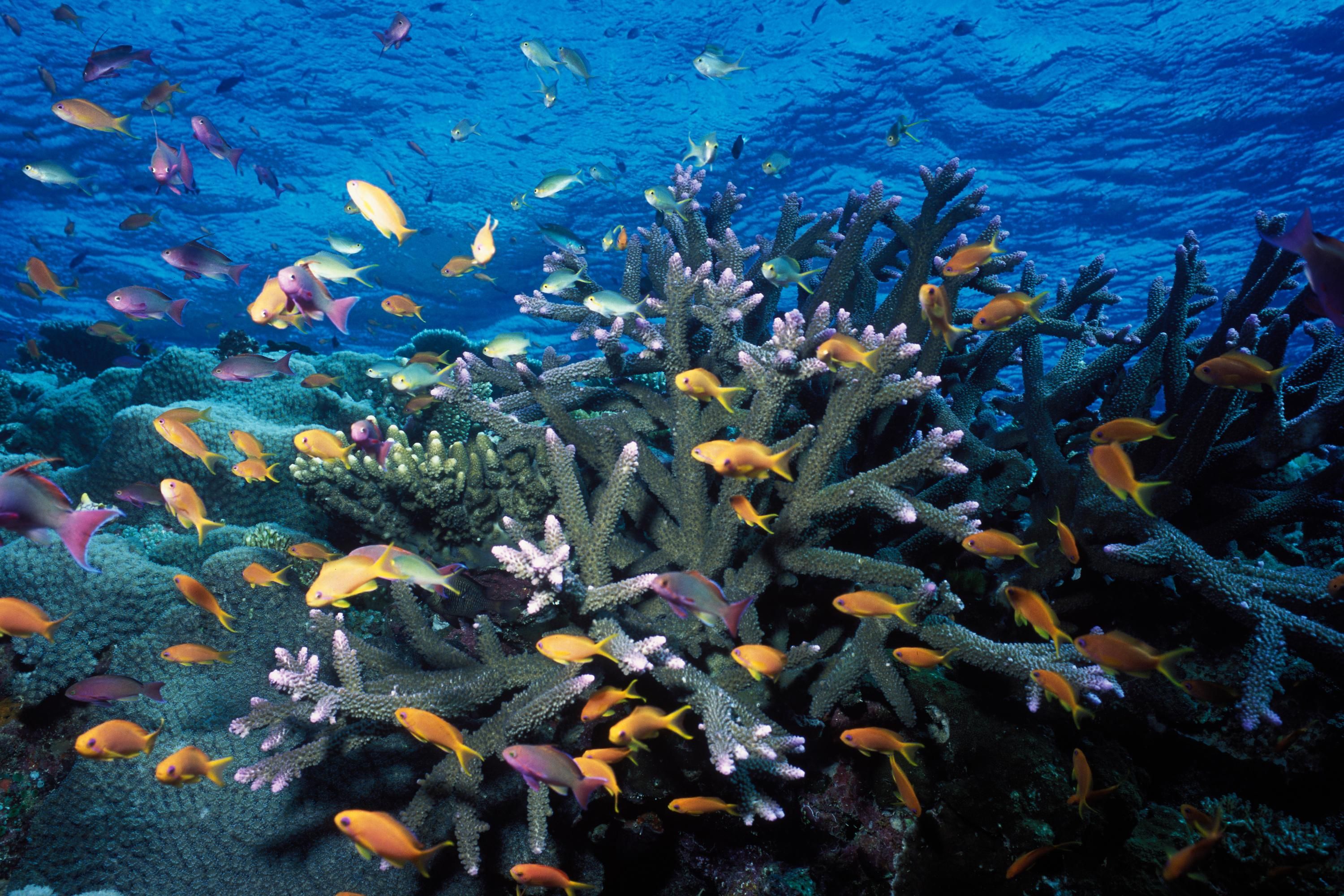 A fish and coral community is seen in the Great Barrier Reef