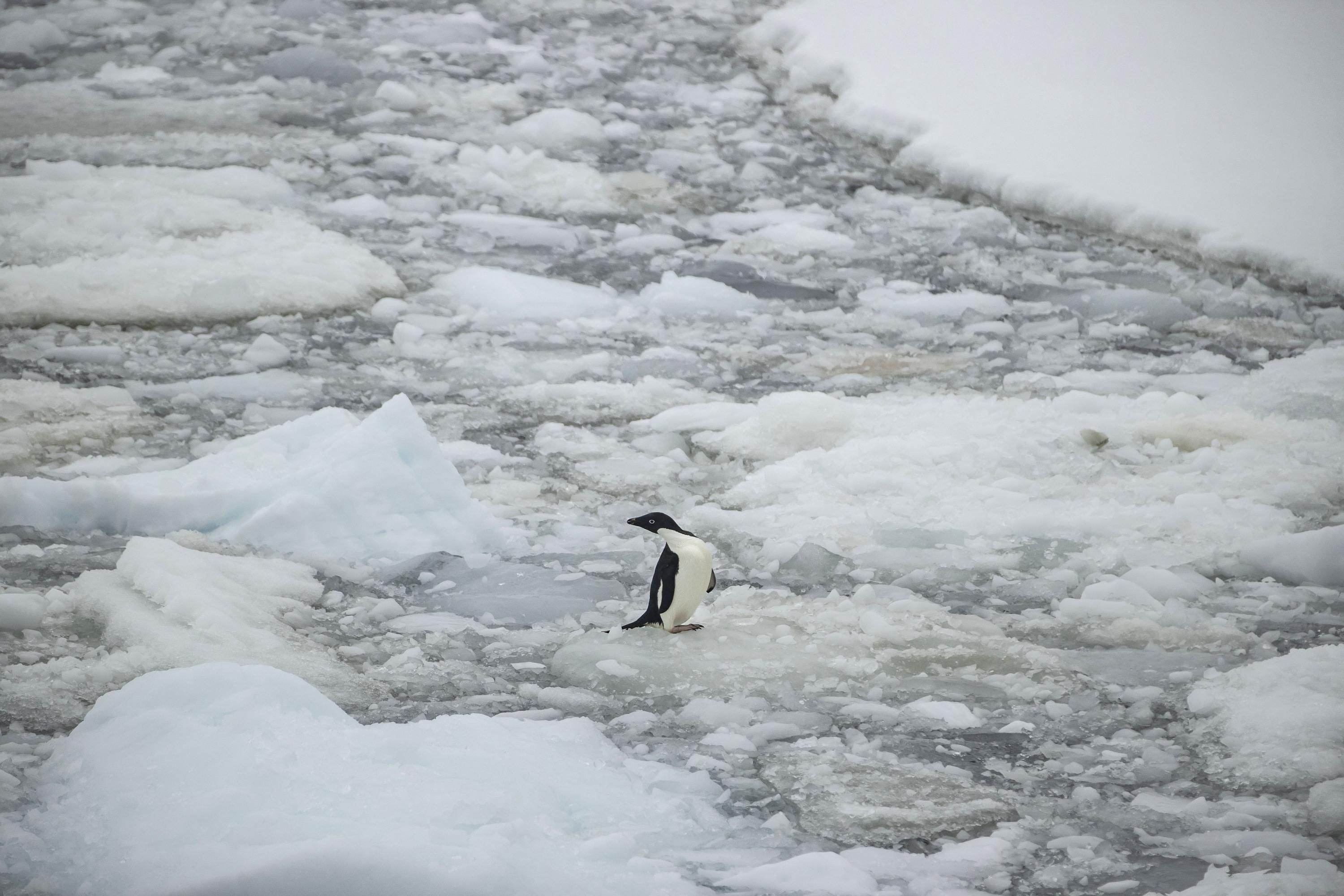 An Adelie penguin is seen on ice floa over Penola Strait as the floes melt due to global climate change in Antarctica on February 7, 2022. 