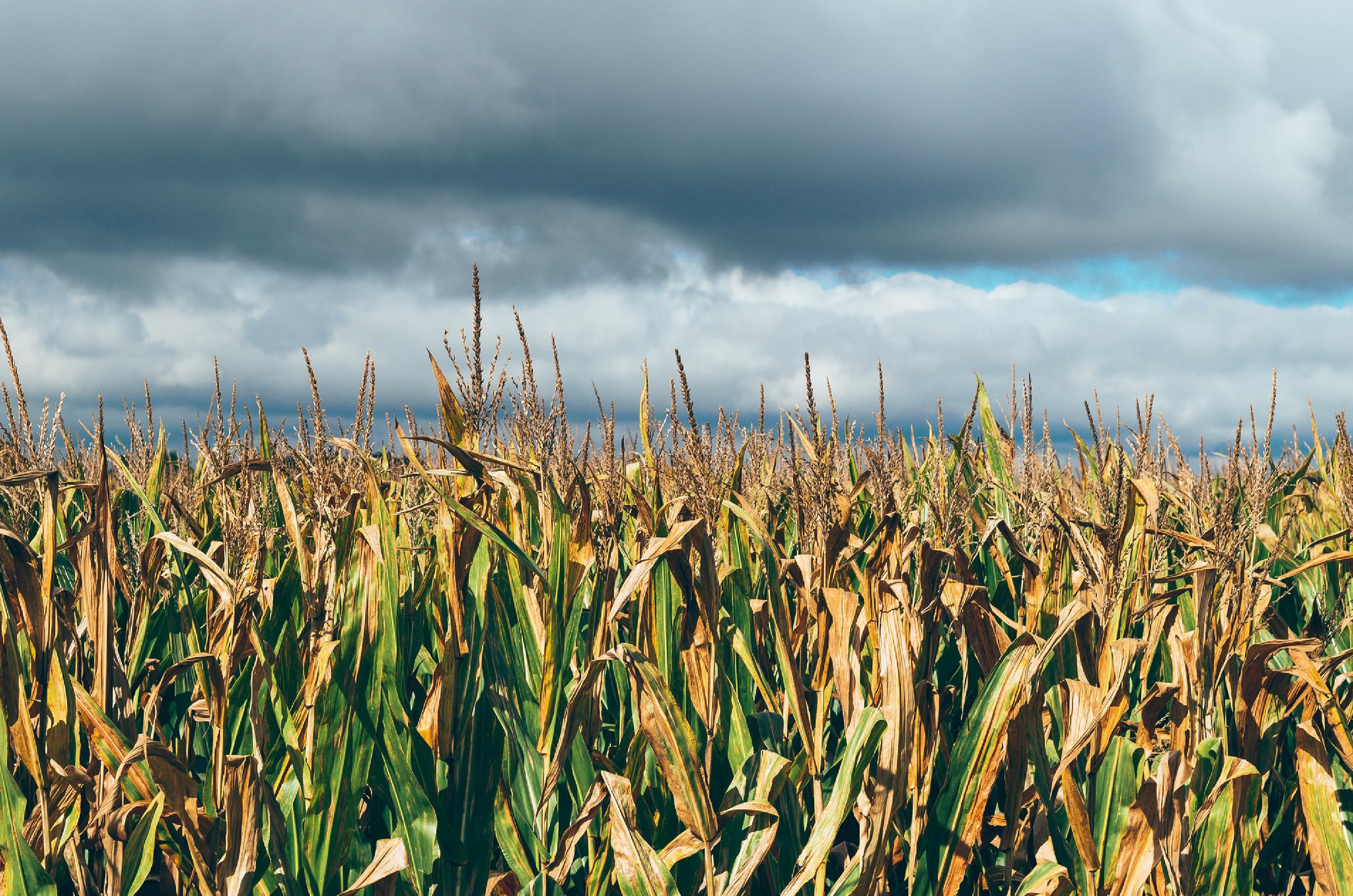 cornfield