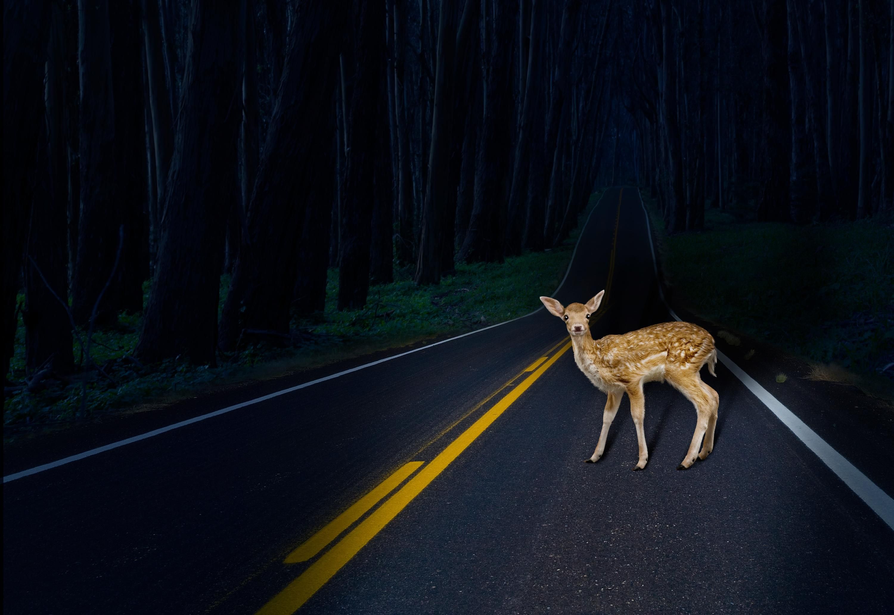 deer_caught_headlights
