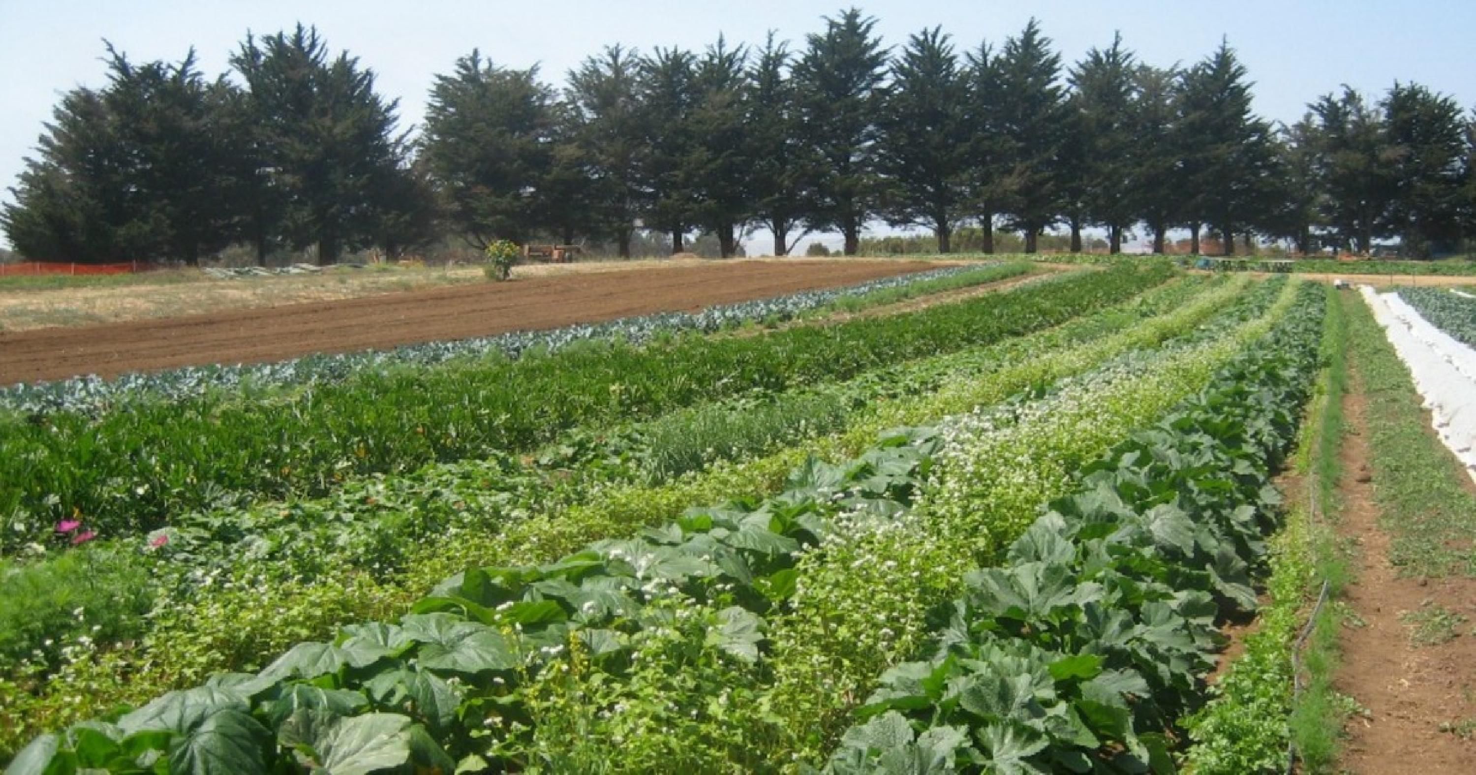 ucsc_farm_rows-1