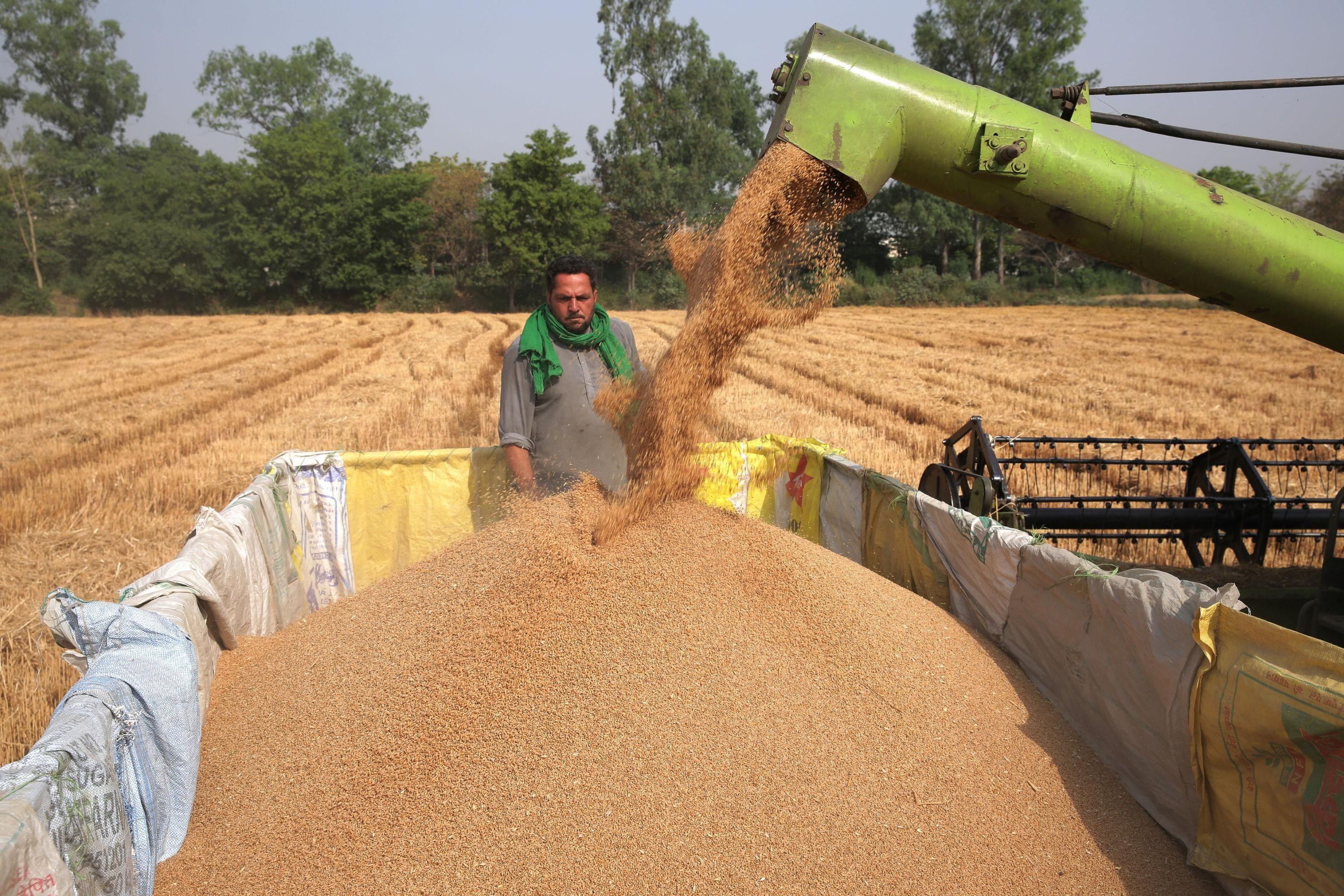 wheat in india