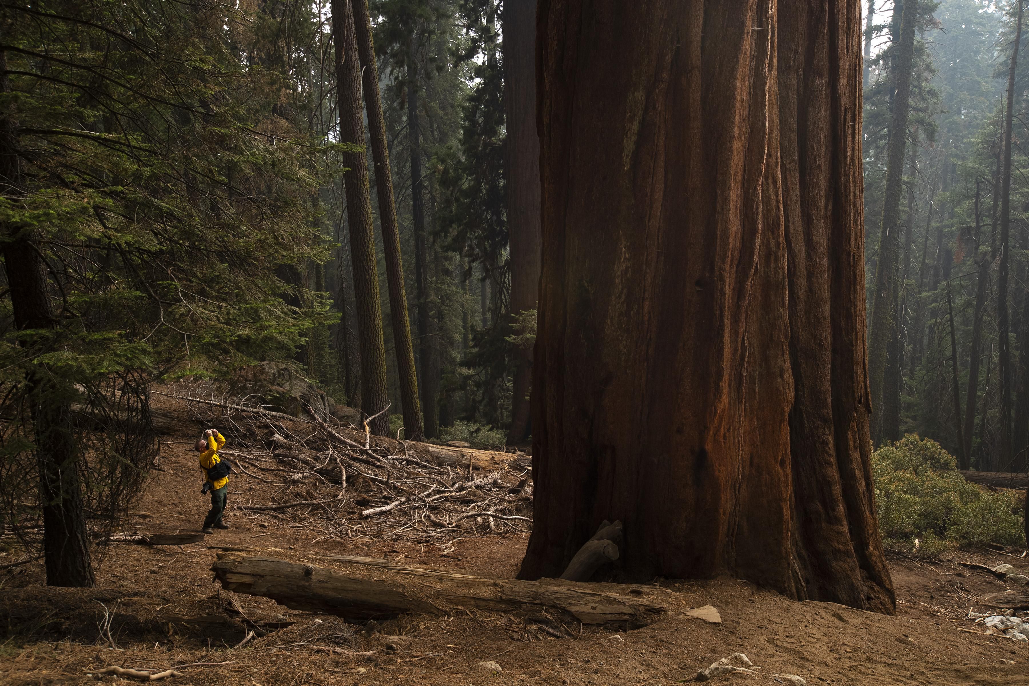 A news photographer is dwarfed by a giant sequoia in Lost Grove as smoke haze from the KNP Complex fire fills the air on September 17, 2021 in Sequoia National Park, California.