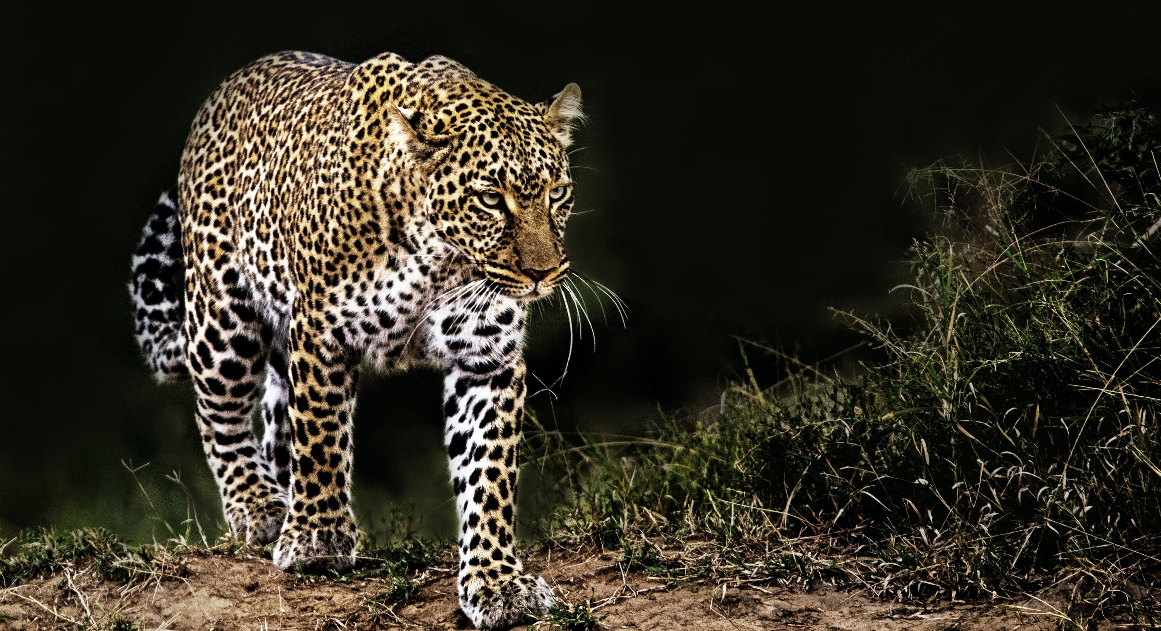 Leopard coming out of shadow