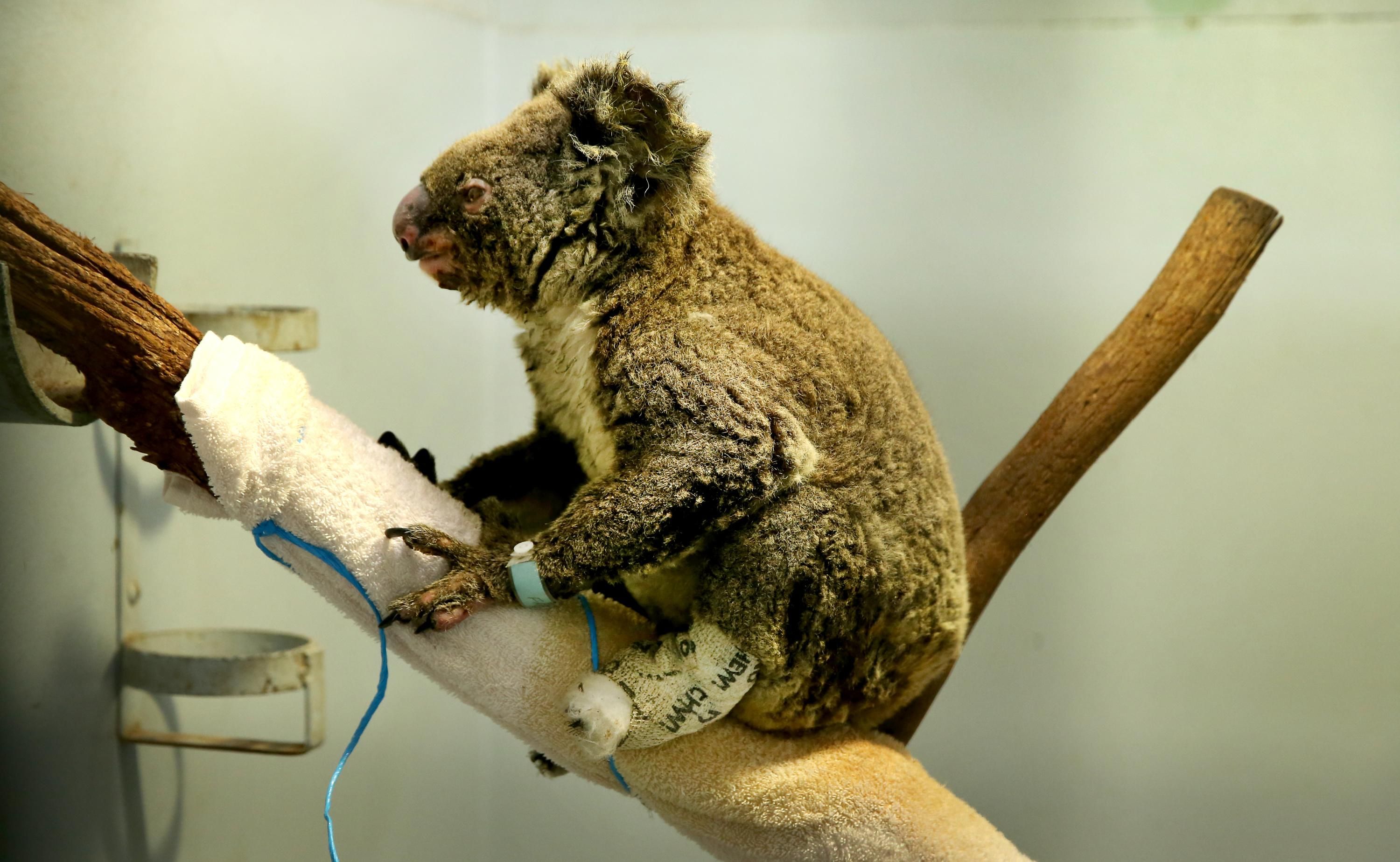 A Koala recovers from burns at a hospital in Australia