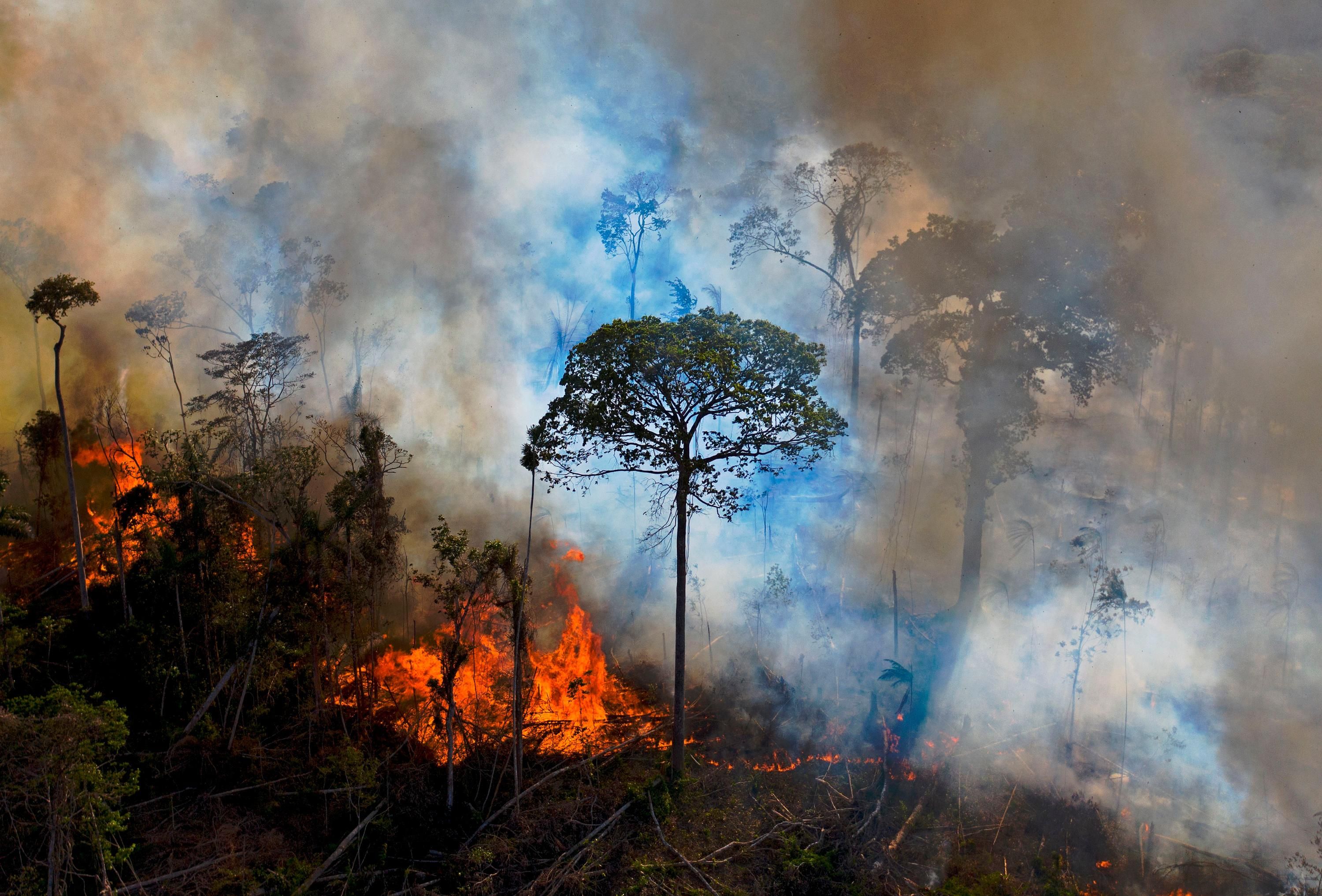 A fire burns in the Amazon rainforest