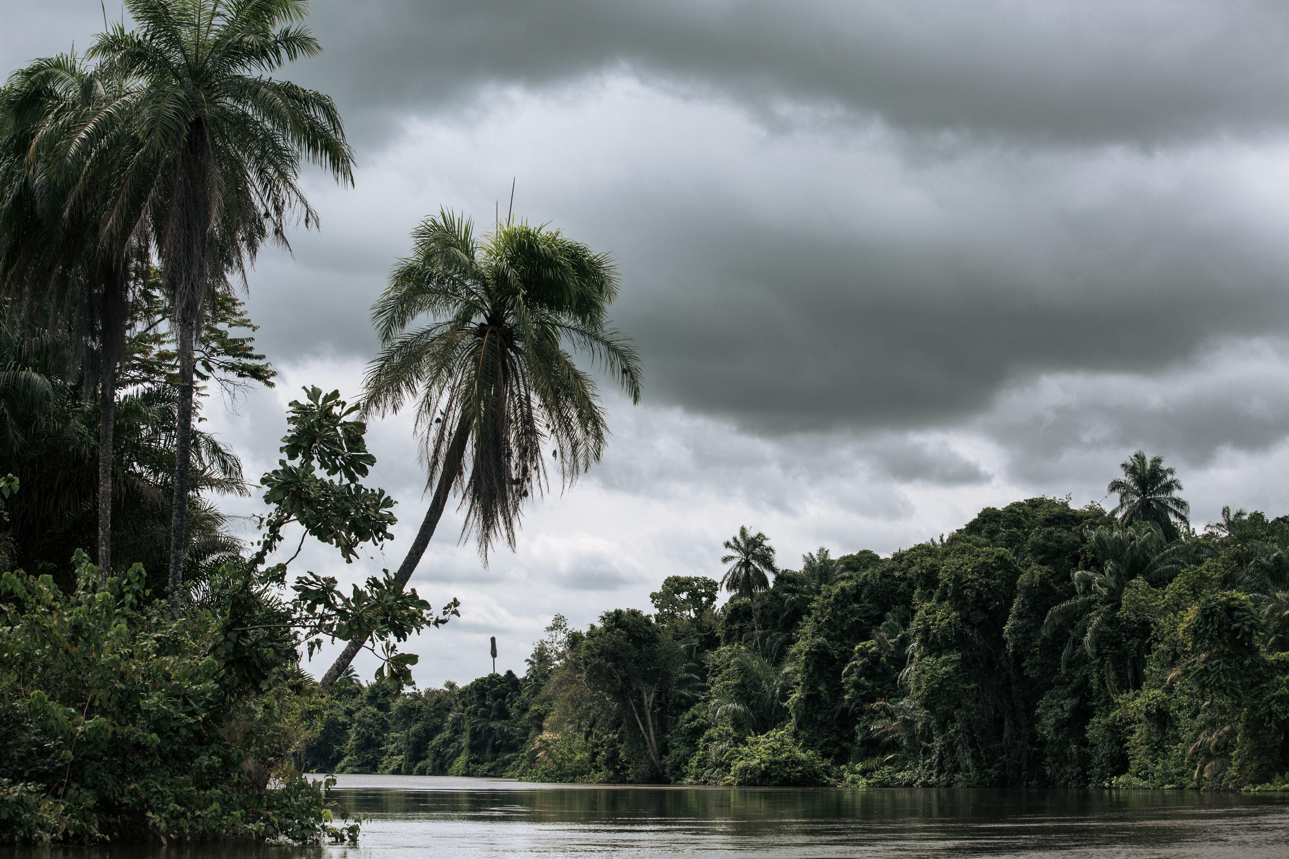 This photograph taken on October 24, 2021 shows the mangrove forest at the mouth of the Congo River in the extreme southwest of the Democratic
Republic of Congo.