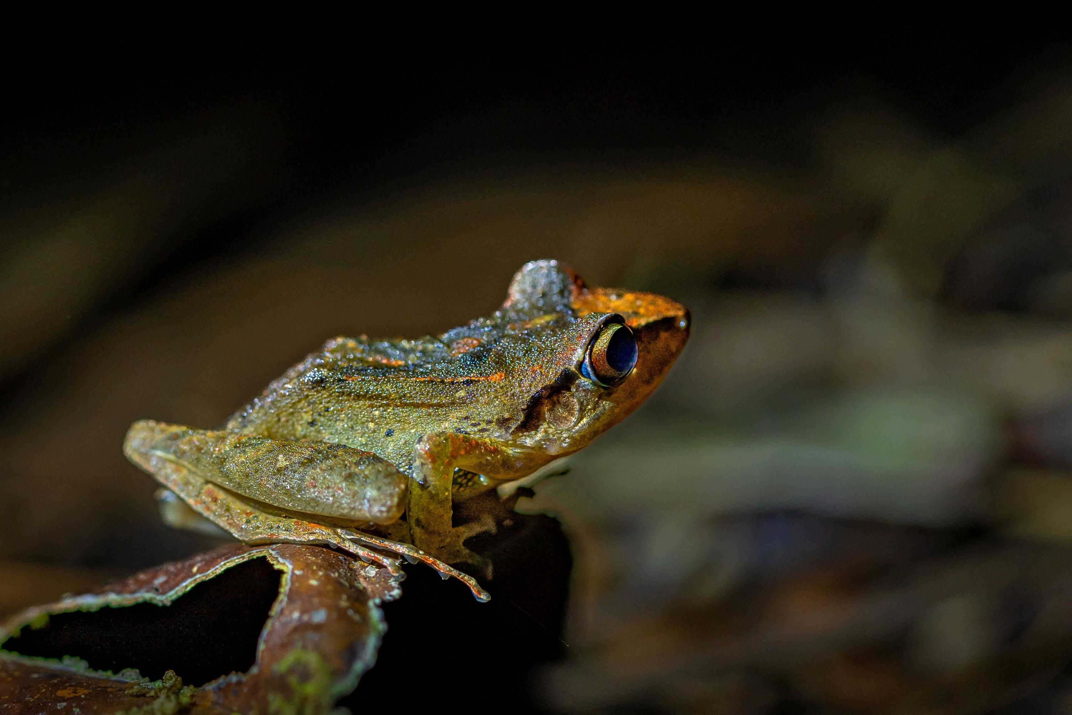 A Pastures frog in Ecuador
