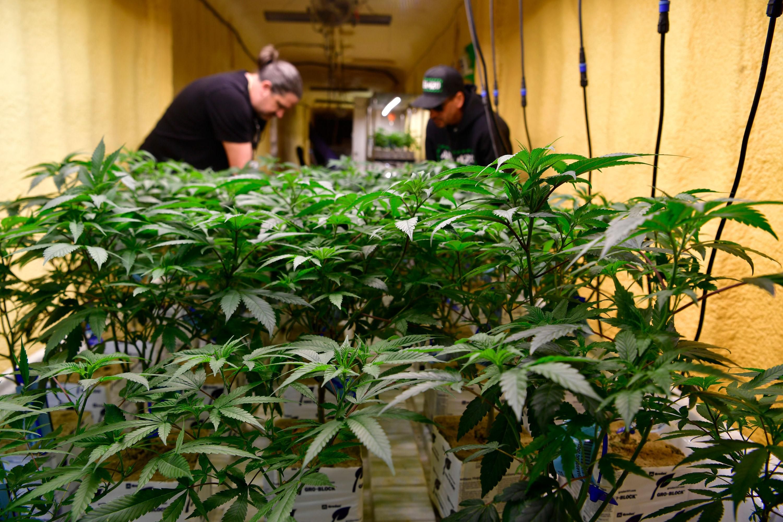 cannabis grow