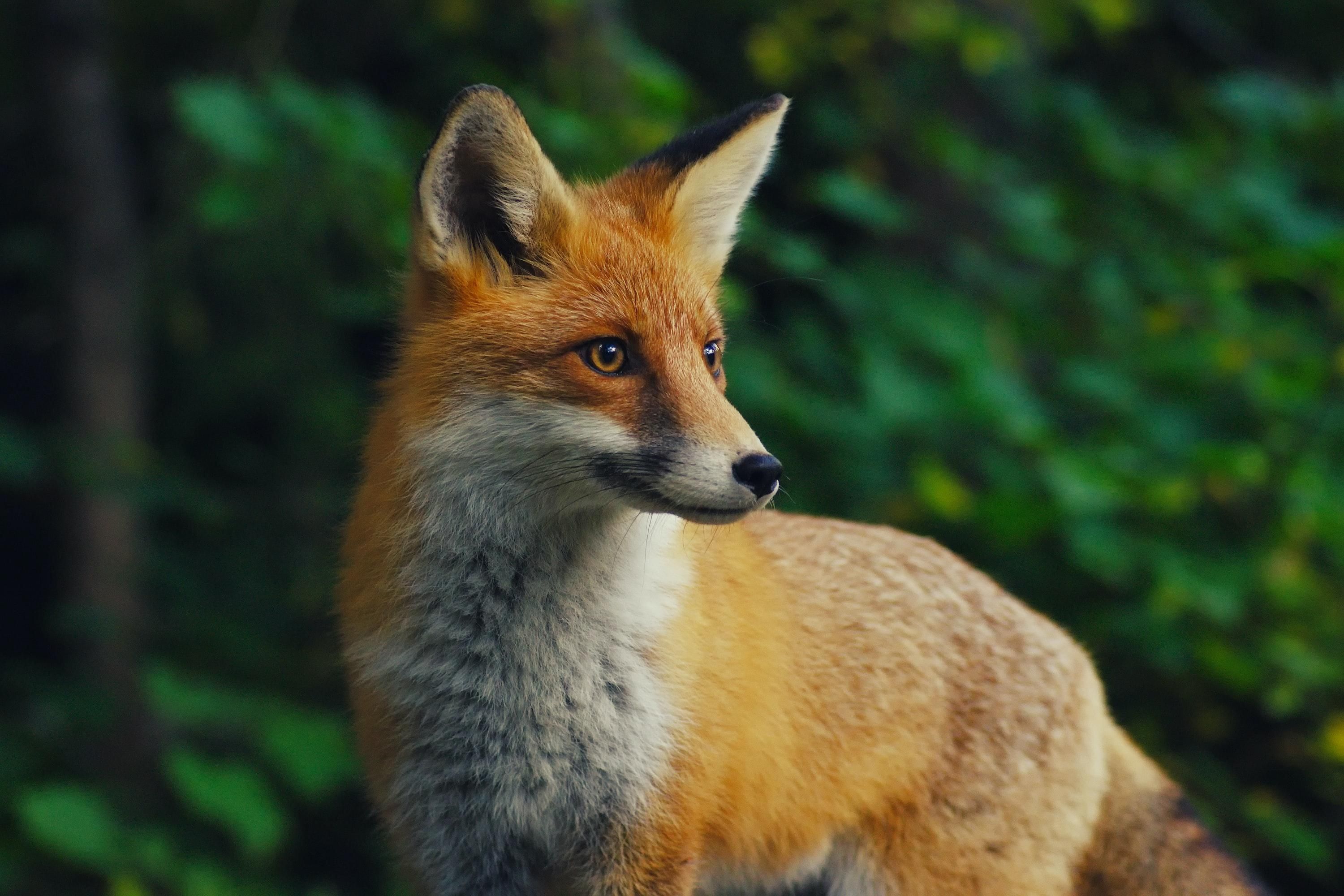 Fox