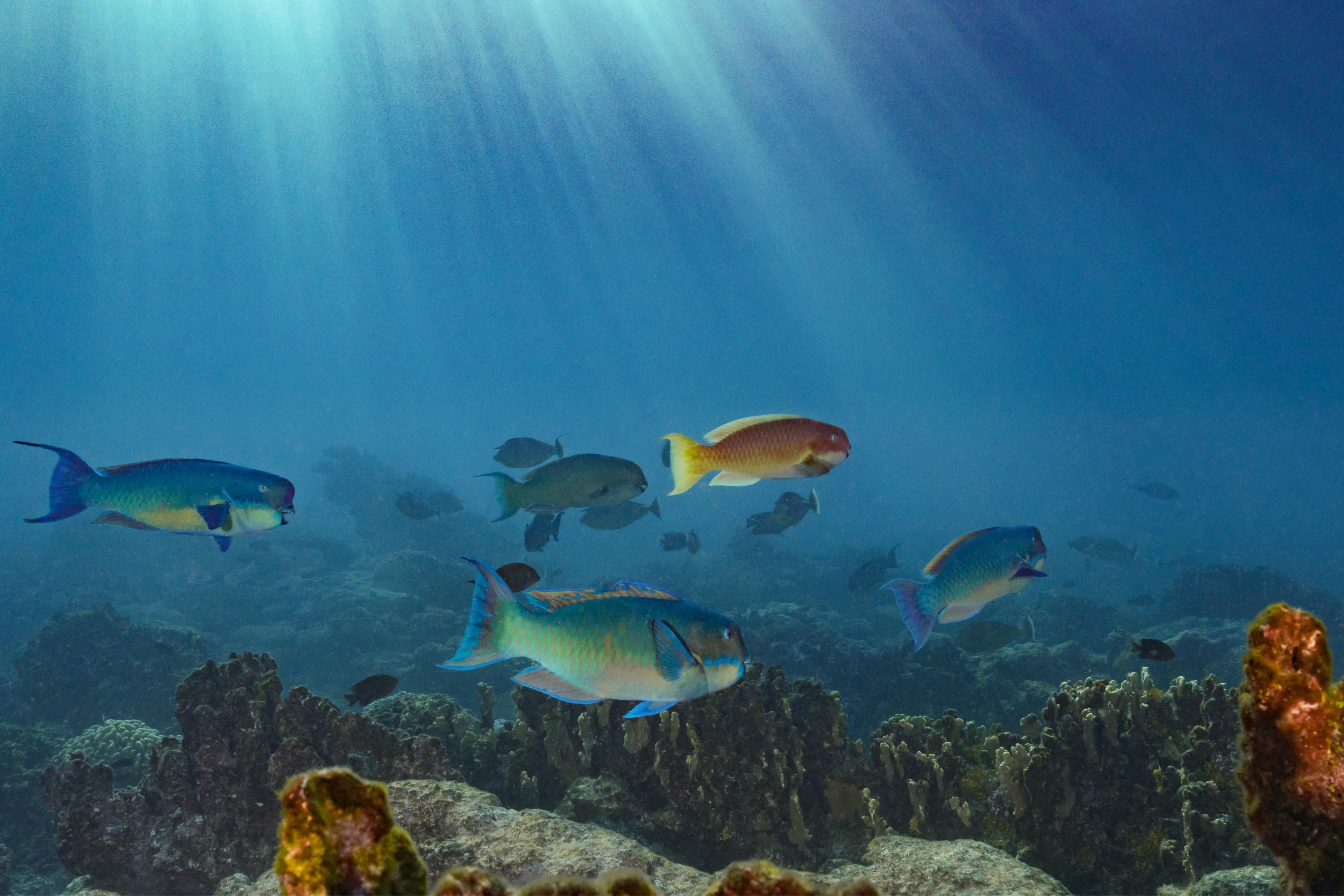 Fish swimming in ocean