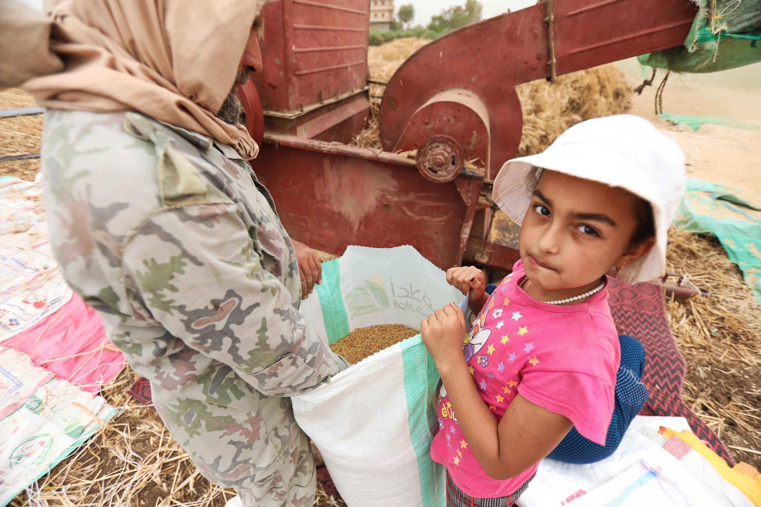 Farmers in Egypt gather grain