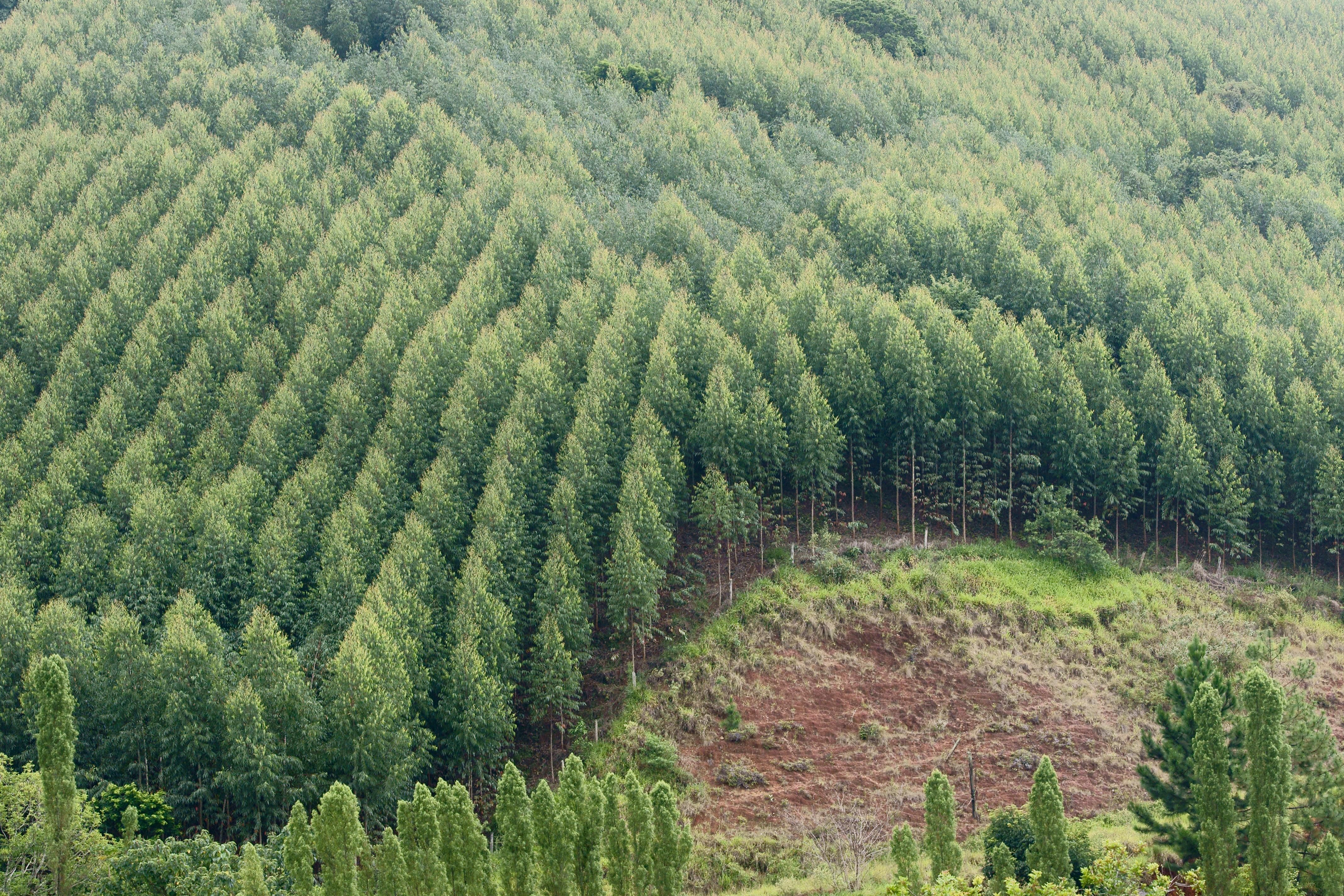 A eucalyptus plantation is seen in São Luis do Paraitinga, Brazil on January 1, 2015.