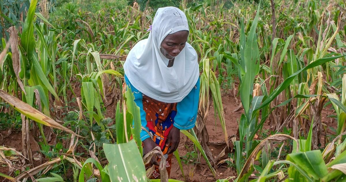 Malawi-Farmer