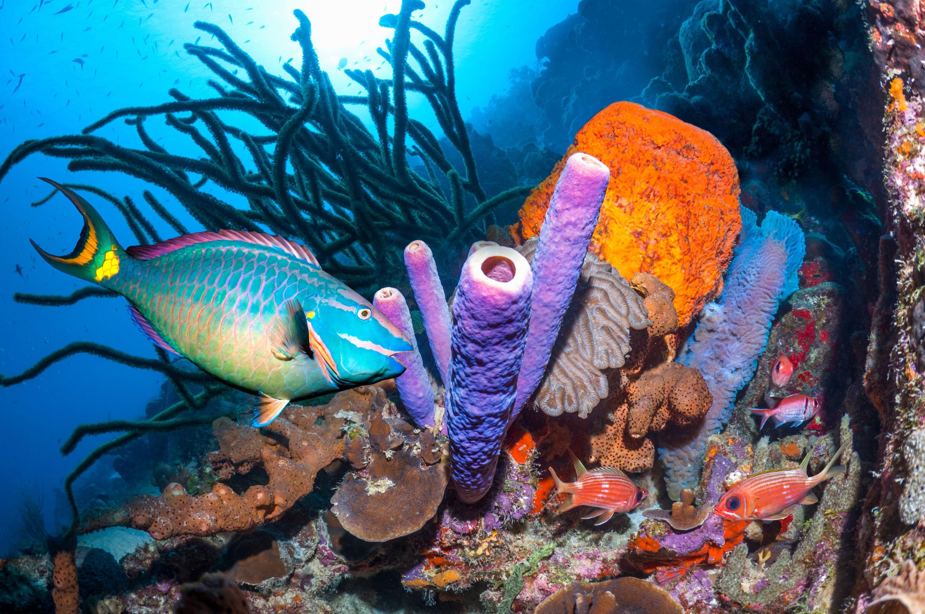 fish swims by coral near bonaire