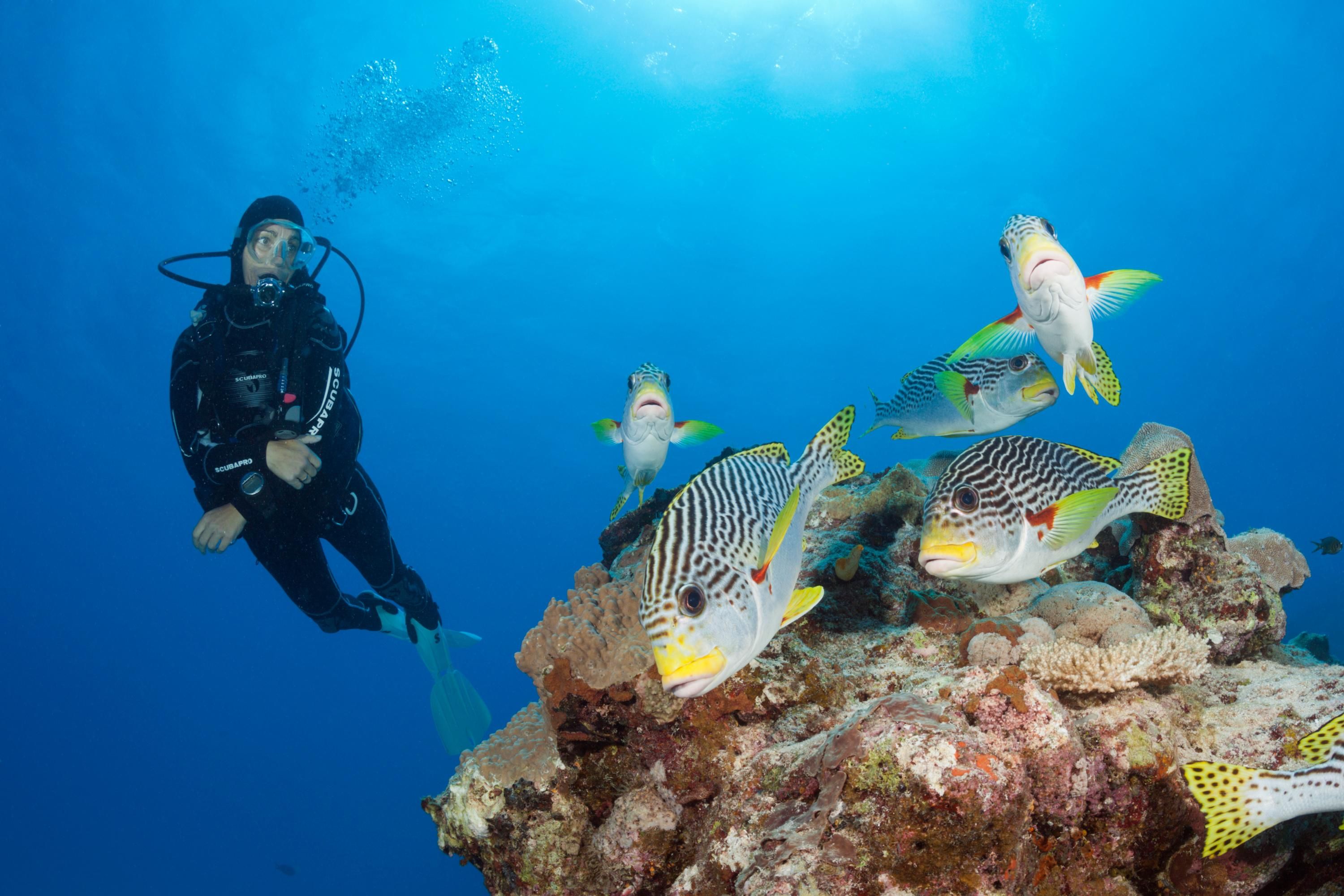 A scuba diver examines fish in the Great Barrier Reef