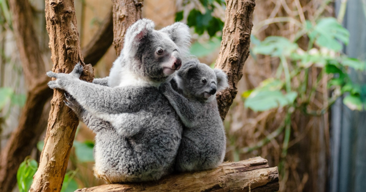 koalas
