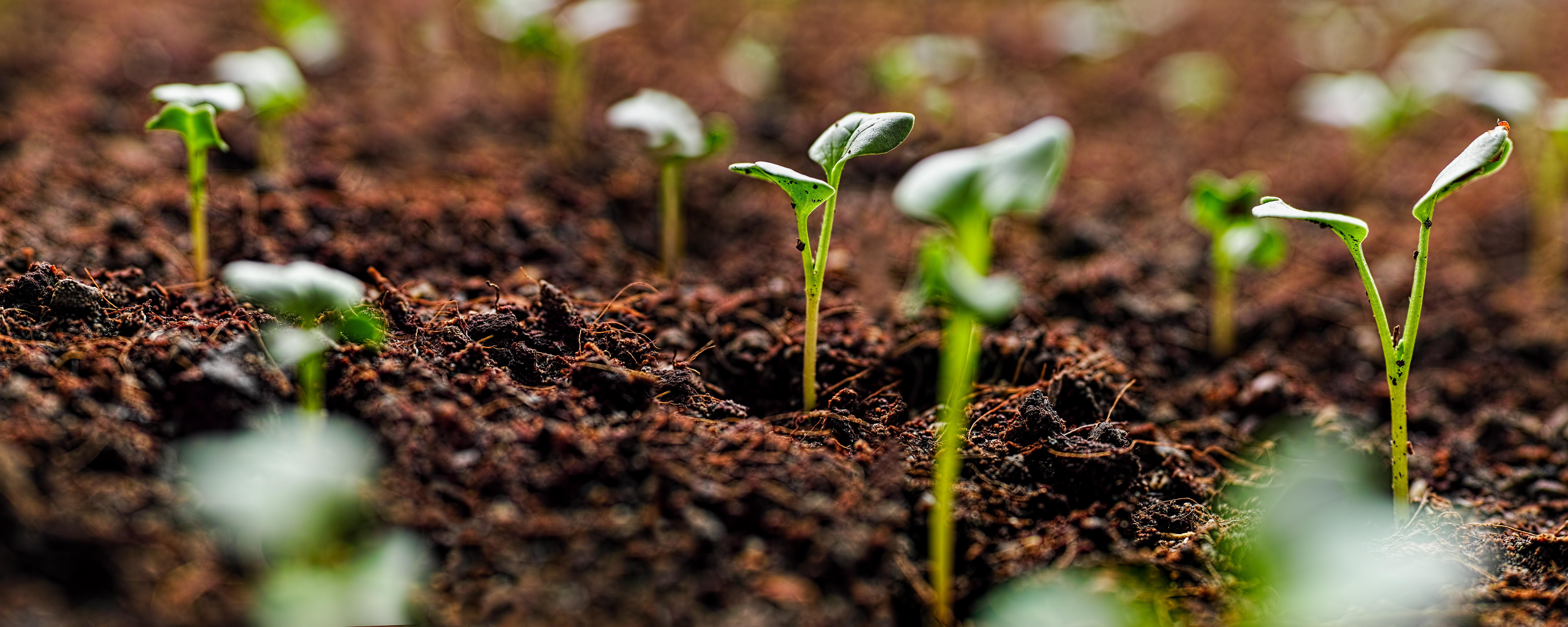 Seedlings from the soil