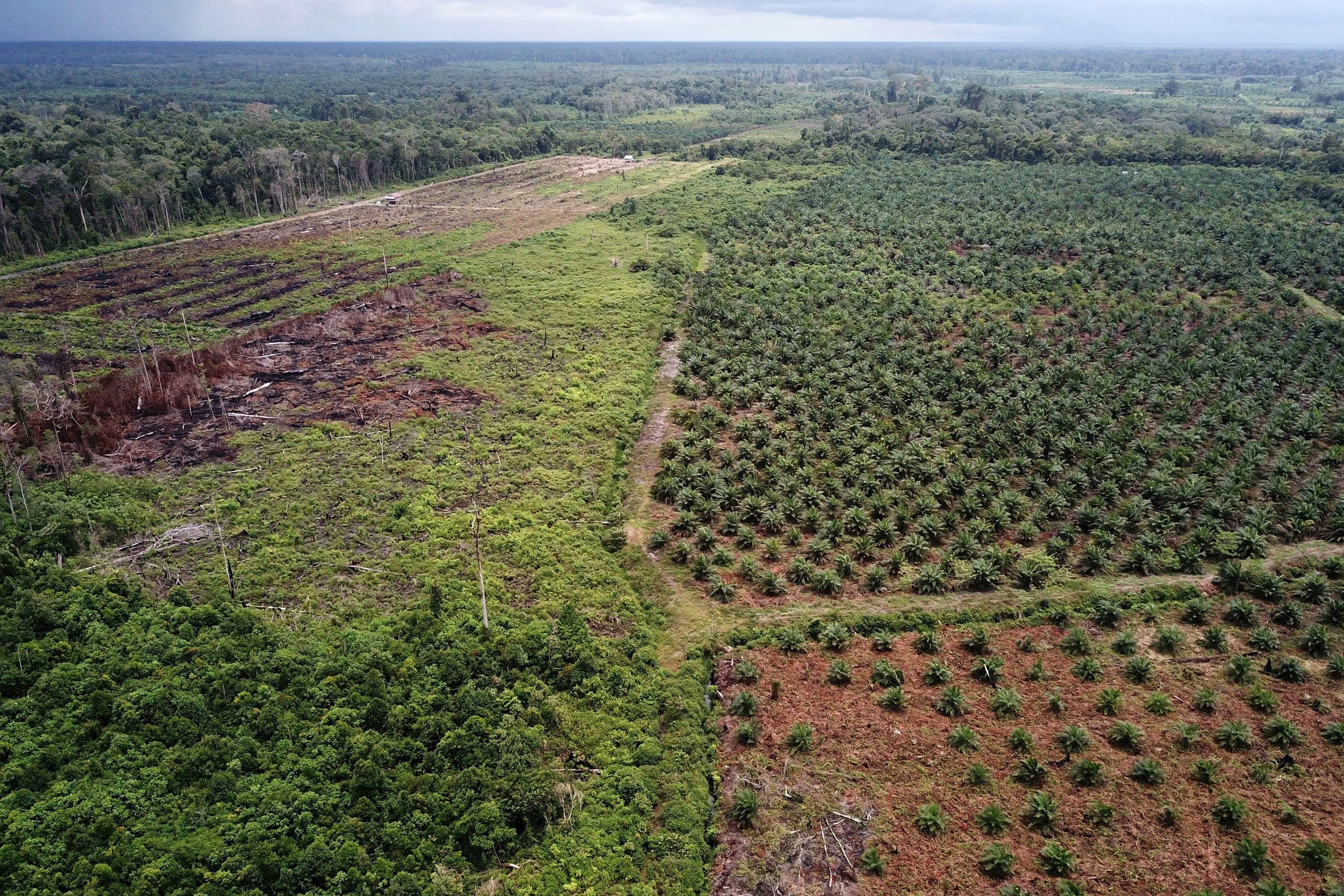 This aerial photo taken on March 3, 2018 shows a palm oil plantation in a protected area of the Rawa Singkil Wildlife Reserve on the Indonesian island of Sumatra.