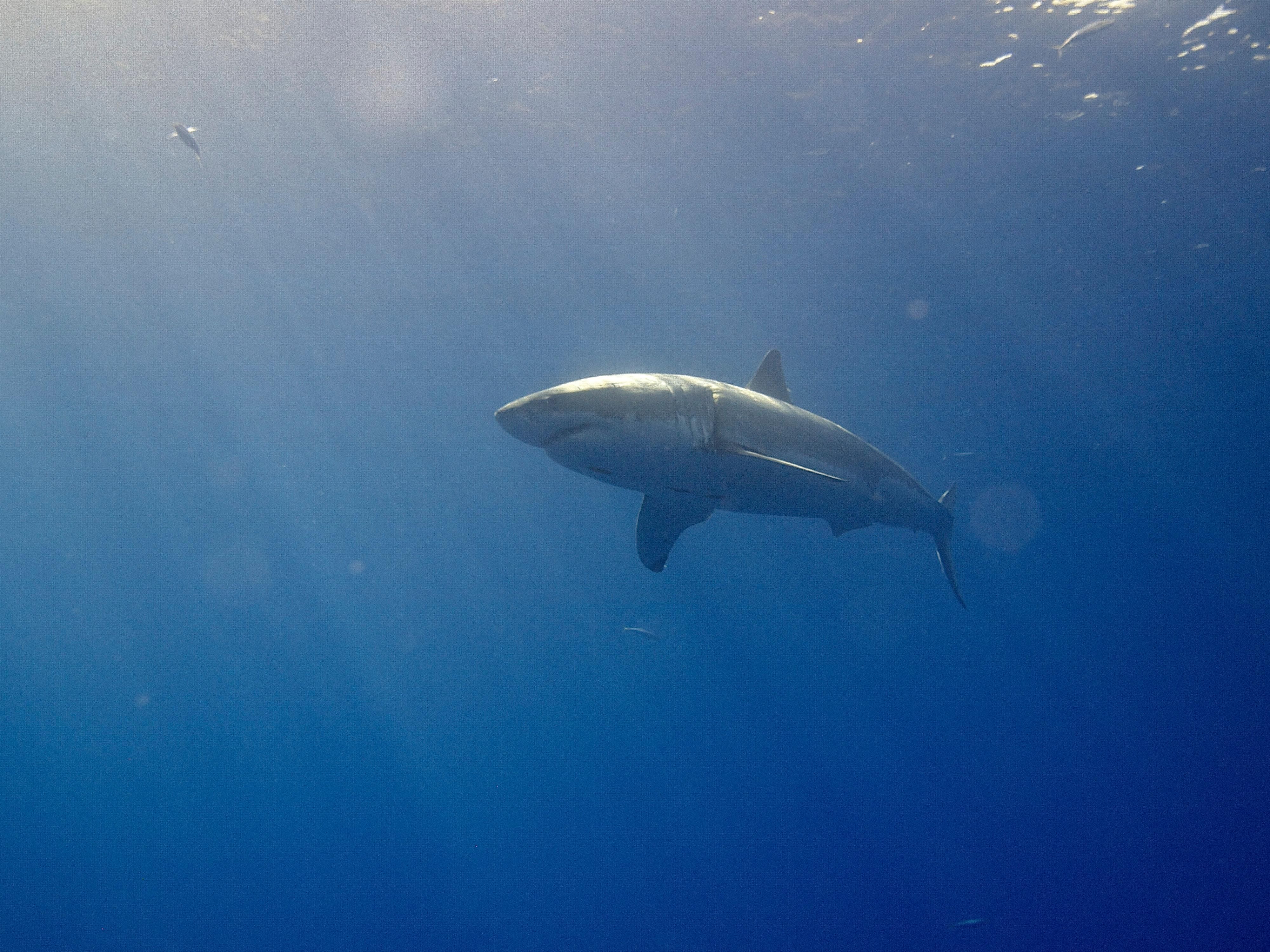 Great White Shark