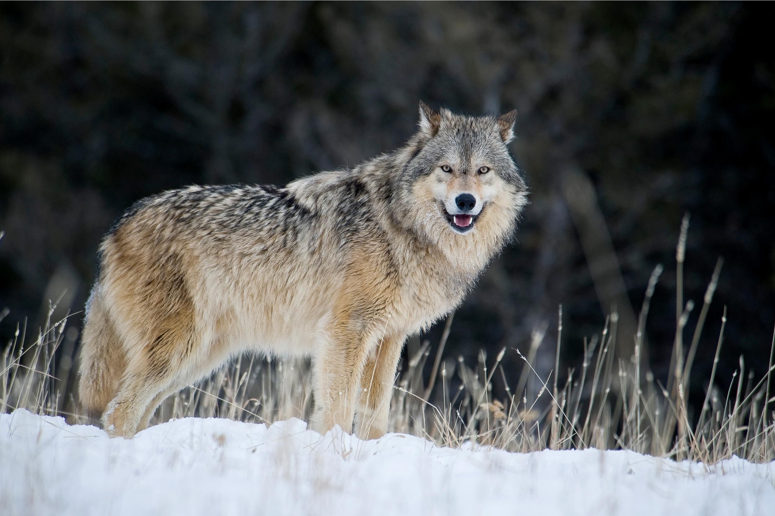 A male gray wolf walks through fresh snow in Montana. (Photp: Dennis Fast / VWPics/Universal Images Group via Getty Images)
