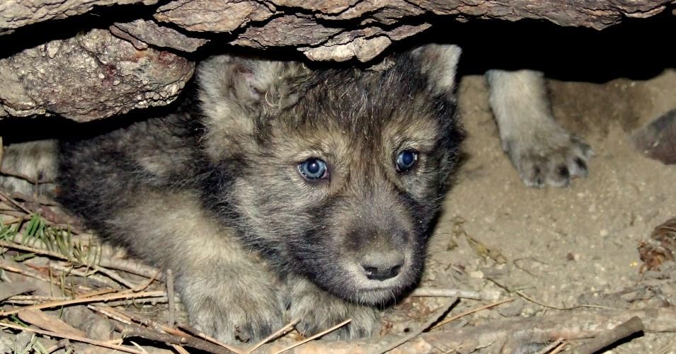 A gray wolf pup emerges from a den. (Photo: Hilary Cooley/USFWS)