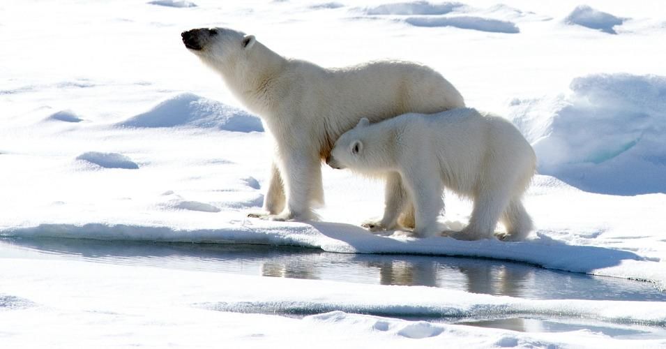 'Scary' After Abnormally Warm Winter, Arctic's Strongest Sea Ice