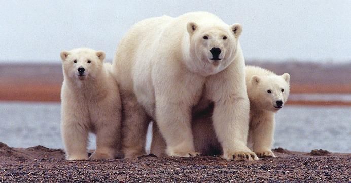 mom and baby polar bears