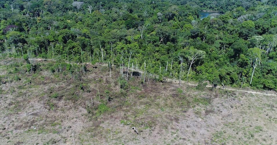 A photo from Mercy for Animals drone investigation of Amazon deforestation.