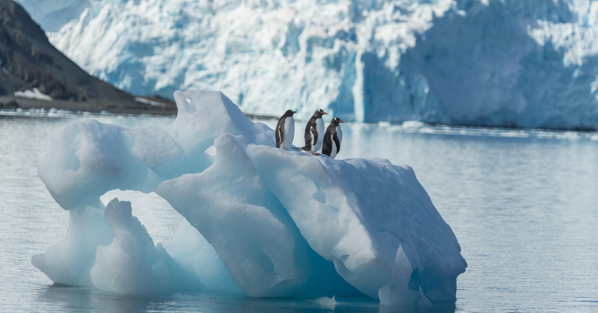 Three Gentoo penguins on top of an iceberg at Yellow Point Beach on January 1, 2020 in King George Island, Antarctica.