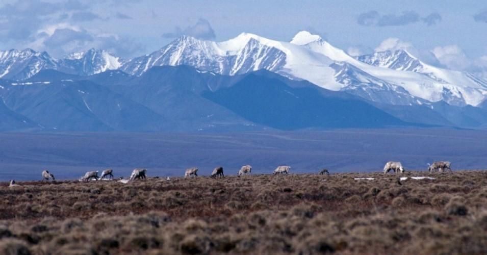 The pristine Arctic National Wildlife Refuge is home to the Gwich'in people, who call it "Iizhik Gwats'an Gwandaii Goodlit," or, "the sacred place where life begins."
