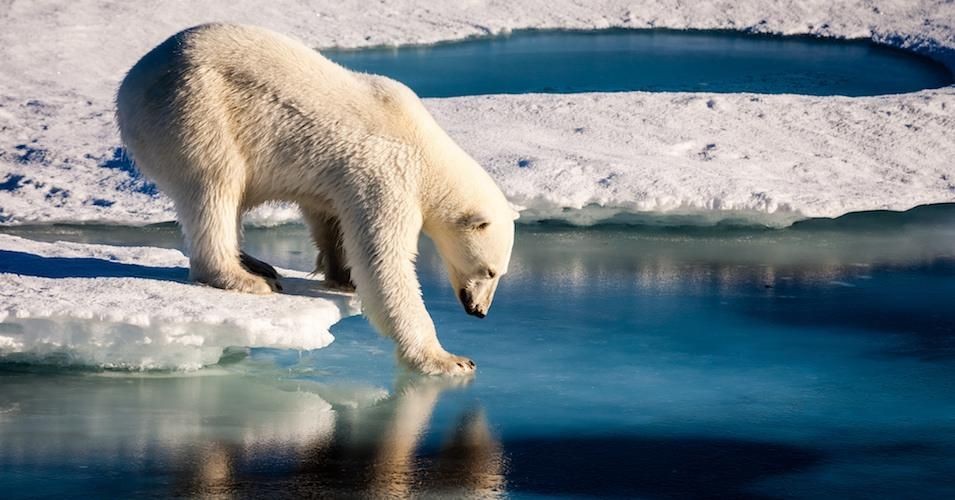 The Arctic is melting rapidly. Ice and glaciers are at record low levels in the North Pole. 