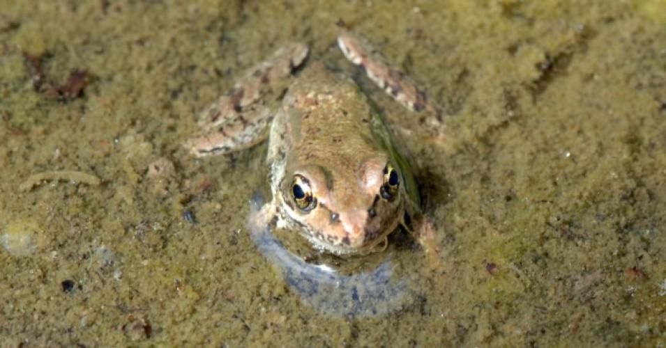 A red-legged frog sits in a backyard pond in Washington state. The herbicide atrazine, common in the U.S. but banned many other places, is linked to hermaphroditic amphibians as well as various harmful health effects in humans. (Photo: Dan Dzurisin/flickr/cc)