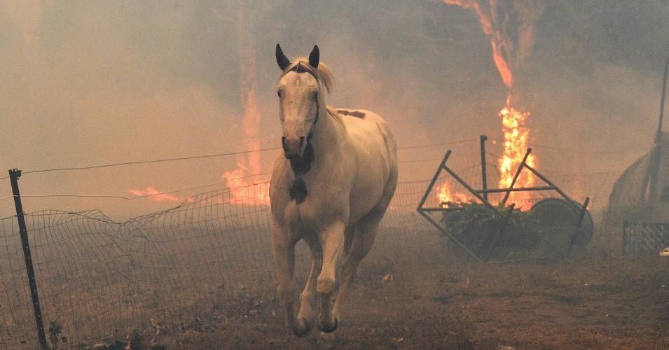 A horse attempts to move away from nearby bushfires at a residential property near the town of Nowra in the Australian state of New South Wales on December 31, 2019