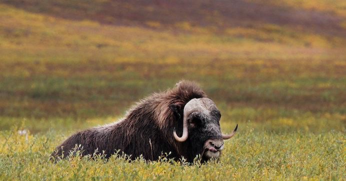  A musk-ox relaxing alongside the Canning River in Alaska's Arctic National Wildlife Refuge. 