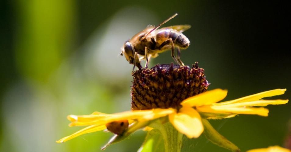 Neonicotinoids have been linked to colony collapse disorder, which researchers warn is a crisis that could impact the global food supply.(Photo: Ishyam79/cc/flickr)