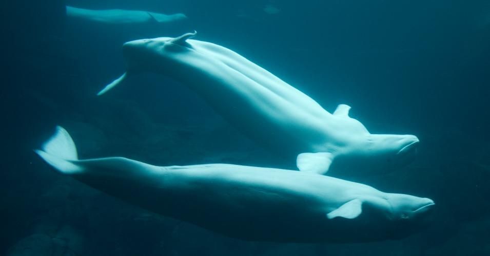 This subspecies of the beluga whale, which is native to the Arctic, is considered critically endangered and is under the protection of the United States' Endangered Species Act. (Photo: BrianGratwicke/cc/flickr)