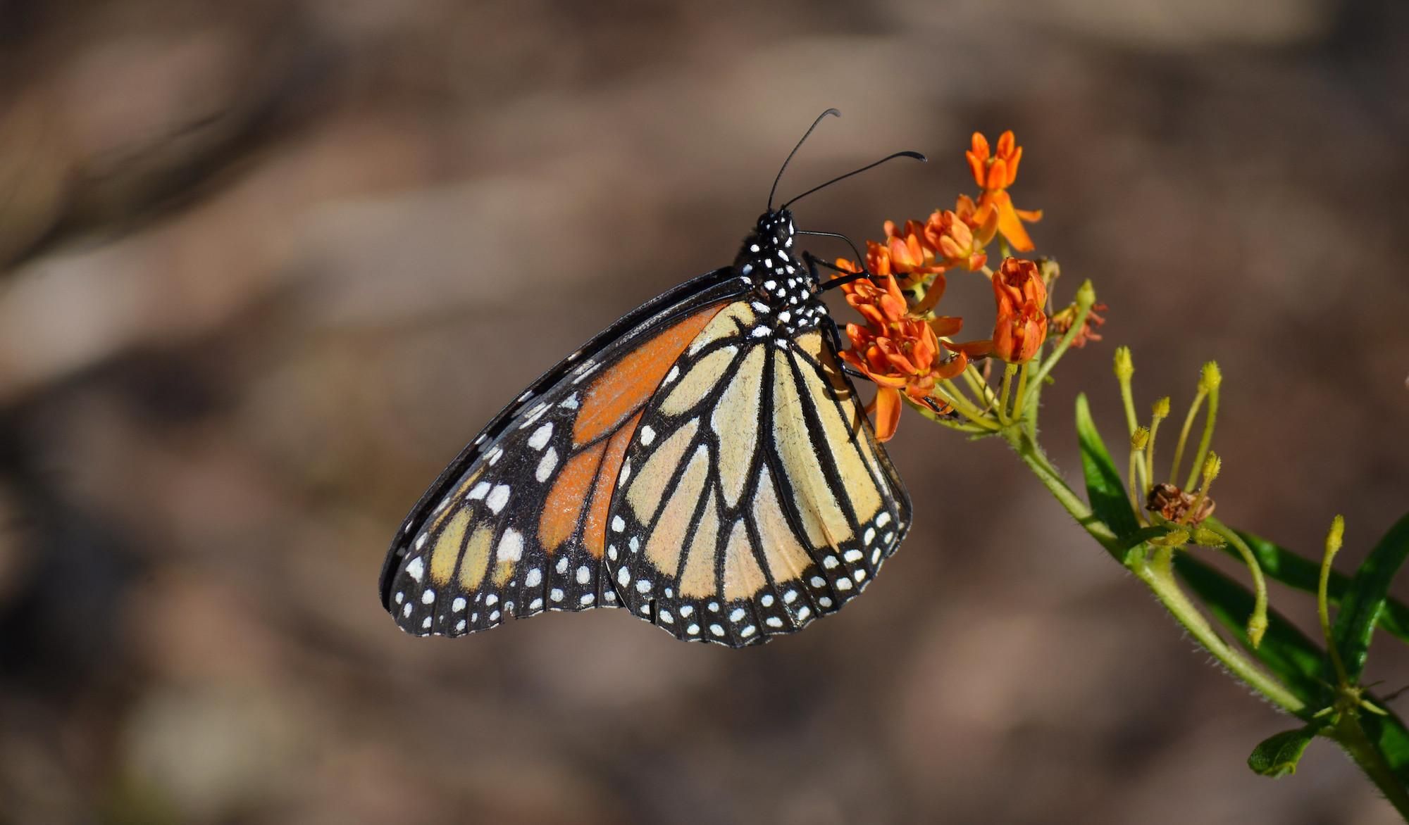 A monarch butterfly sits on milkweed. (Photo: Mara Koenig/USFWS)