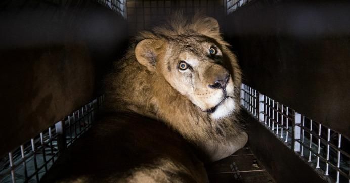 A crate carrying one of the 33 lions rescued from circuses in Peru and Columbia is lifted onto the back of a lorry before being transported to a private reserve on April 30, 2016 in Johannesburg, South Africa.