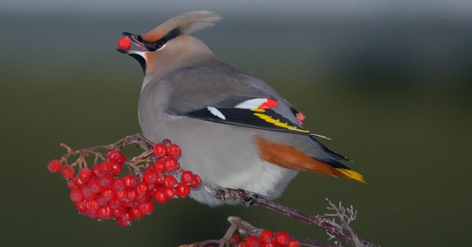Keith Williams photographed this Bohemian waxwing in Whitehorse, Yukon Territory on December 27, 2012. (Photo: Flickr/cc)