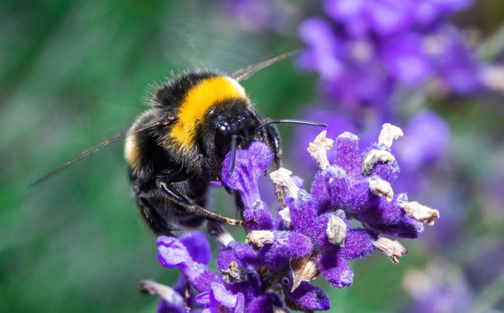 A bumble bee (Bombus) collects pollen on a lavender plant. (Photo: Jens Büttner/picture alliance via Getty Images)