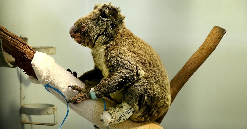 Female koala Anwen recovering from burns at The Port Macquarie Koala Hospital in Port Macquarie, Australia