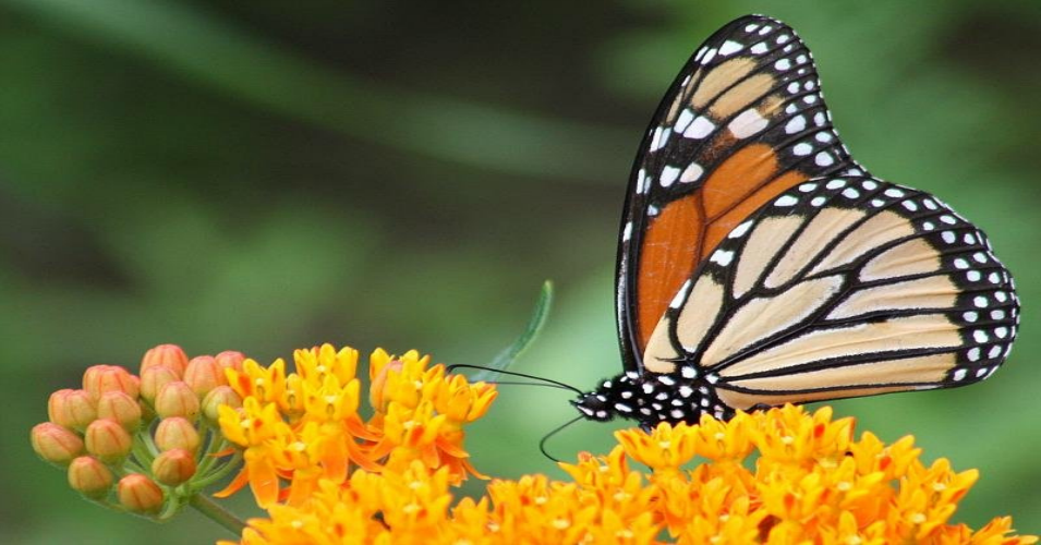 <p>A monarch butterfly lands on butterflyweed, a type of milkweed, at the Lenoir Preserve Nature Center in Yonkers, New York. (Photo: <a href="https://www.flickr.com/photos/67832671@N00/4855344568">Don Sutherland</a>/flickr/cc)</p>