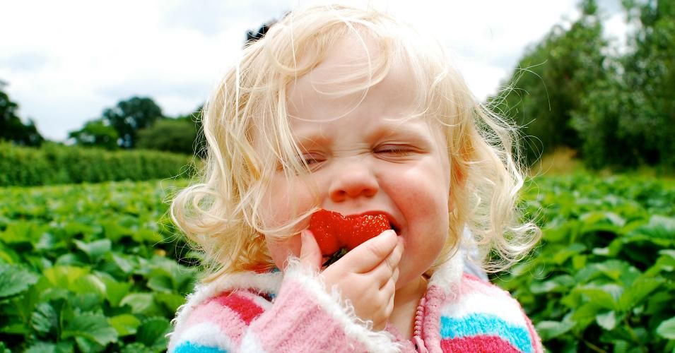 child eats strawberry