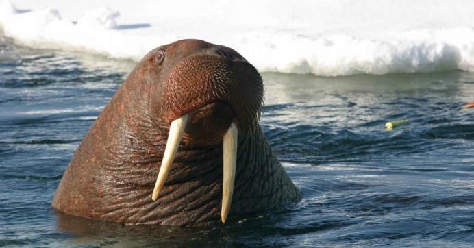 The Pacific walrus